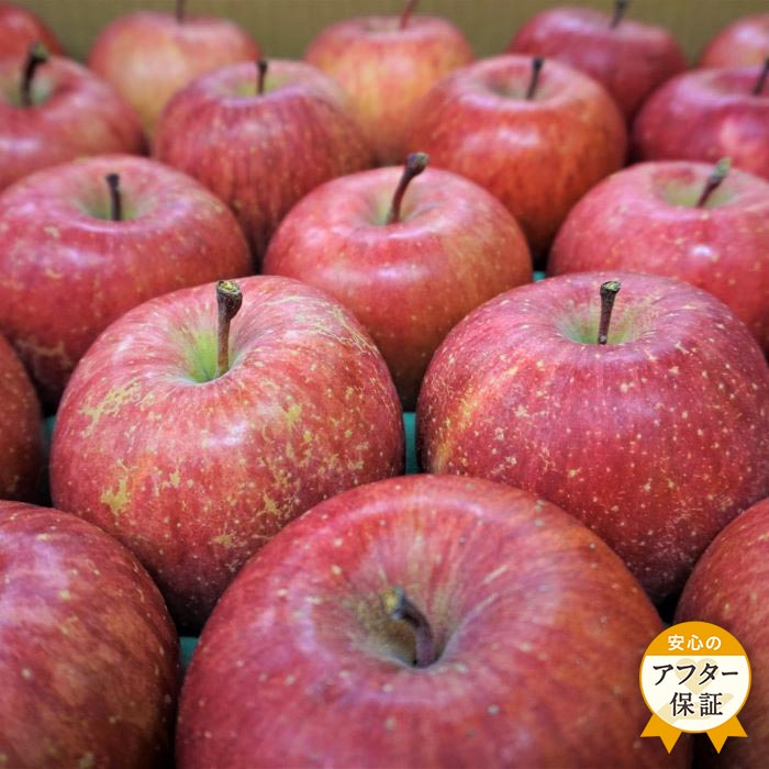 ＜ 2025年 発送＞「優品」山形のりんご（サンふじ）約5kg 【11月〜12月発送】 アフター保証対象 りんご サンふじ ふじ 5kg 山形県 山形 ふるさと 人気 ランキング フルーツ 果物 _H082(R7)