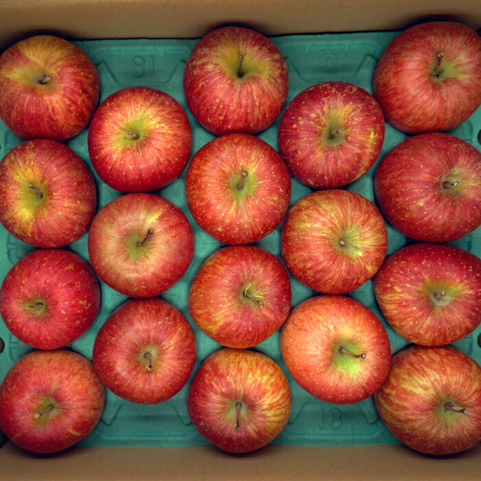 【ふるさと納税】 ＜ 2025年 発送＞「優品」山形のりんご（サンふじ）約10kg 【11月〜12月発送】 りんご サンふじ ふじ 10kg 山形県 山形 令和7年度 R7 ふるさと 人気 ランキング フルーツ 果物 _H171(R7) サムネイル3