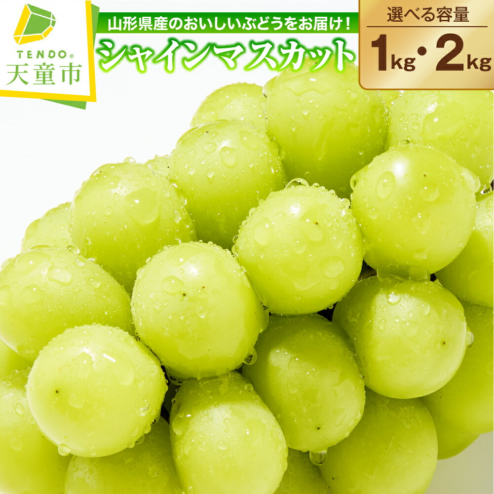 ぶどう ( シャインマスカット ) 秀品 選べる 1kg / 2kg 令和8年産 先行予約 2026年 山形県産 葡萄 果物 フルーツ のし 贈答 ギフト プレゼント おすそ分け 秋 旬 期間限定 冷蔵便 送料無料 産地直送 お取り寄せ【 山形県 天童市 】