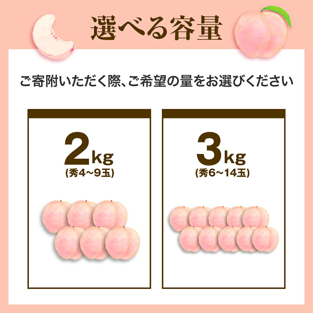 【ふるさと納税】 もも ( あかつき ) 選べる 2kg / 3kg 秀品 令和8年産 先行予約 2026年 山形県産 桃 白桃 果物 フルーツ のし 贈答 ギフト おすそ分け 期間限定 冷蔵便 送料無料 産地直送 お取り寄せ 【 山形県 天童市 】 サムネイル2