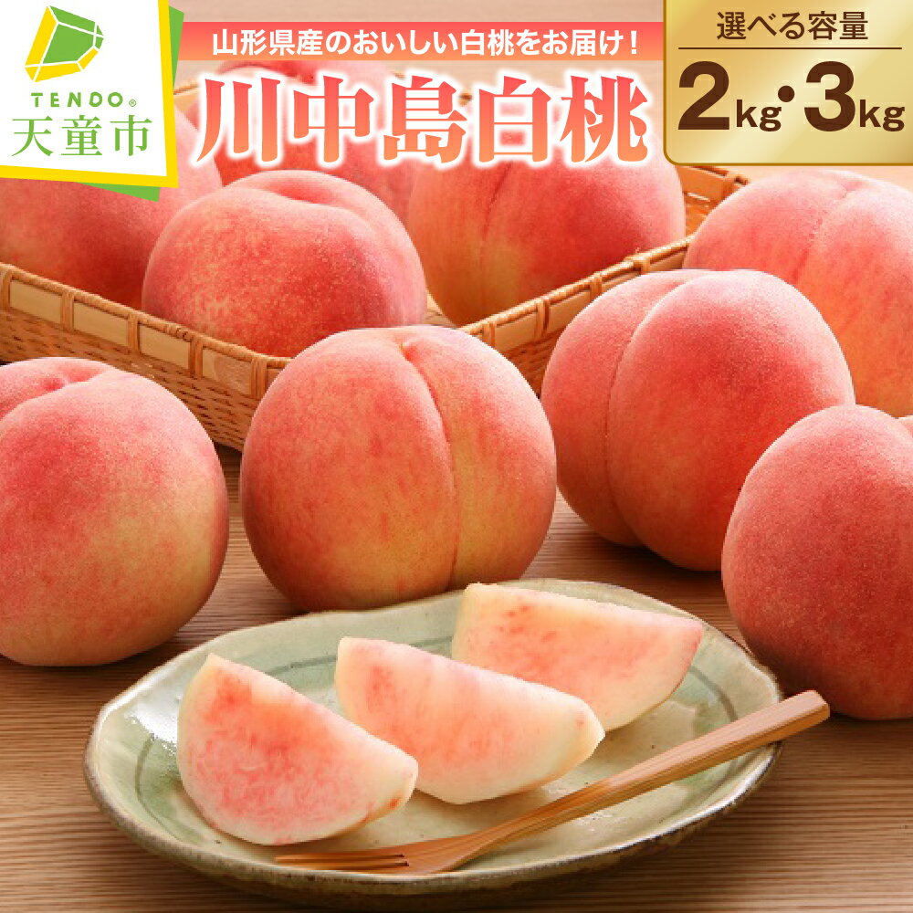 もも ( 川中島白桃 ) 2kg / 3kg 令和8年産 先行予約 2026年 山形県産 桃 白桃 果物 フルーツ 秀品 のし 贈答 ギフト おすそ分け 期間限定 冷蔵便 送料無料 産地直送 お取り寄せ 【 山形県 天童市 】