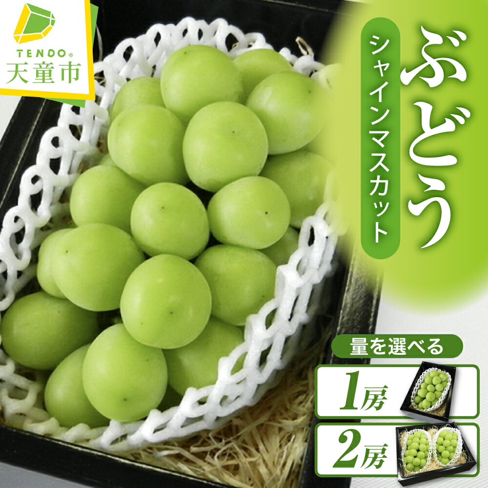 ぶどう ( シャインマスカット ) 選べる 1房 / 2房 令和8年産 先行予約 2026年 山形県産 葡萄 果物 フルーツ 葡萄 のし 贈答 ギフト プレゼント おすそ分け 秋 旬 期間限定 冷蔵便 送料無料 産地直送 お取り寄せ【 山形県 天童市 】