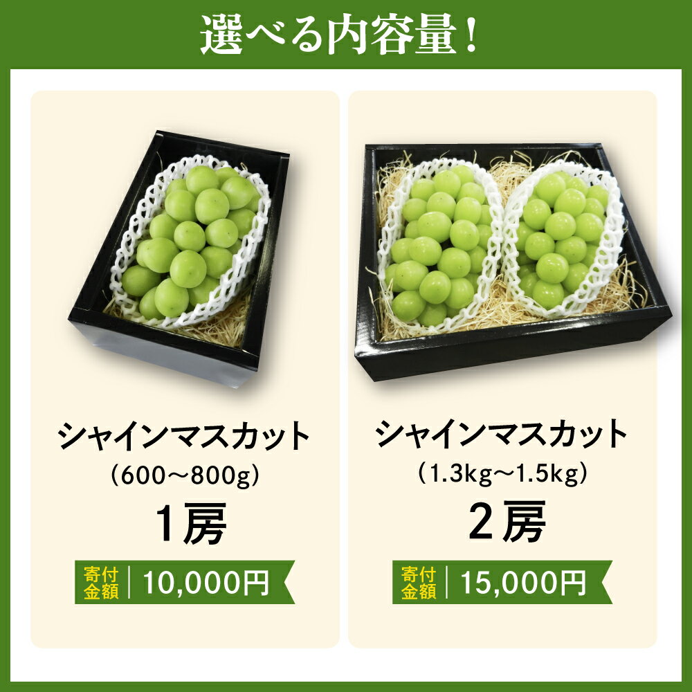 【ふるさと納税】ぶどう ( シャインマスカット ) 選べる 1房 / 2房 令和8年産 先行予約 2026年 山形県産 葡萄 果物 フルーツ 葡萄 のし 贈答 ギフト プレゼント おすそ分け 秋 旬 期間限定 冷蔵便 送料無料 産地直送 お取り寄せ【 山形県 天童市 】 サムネイル2
