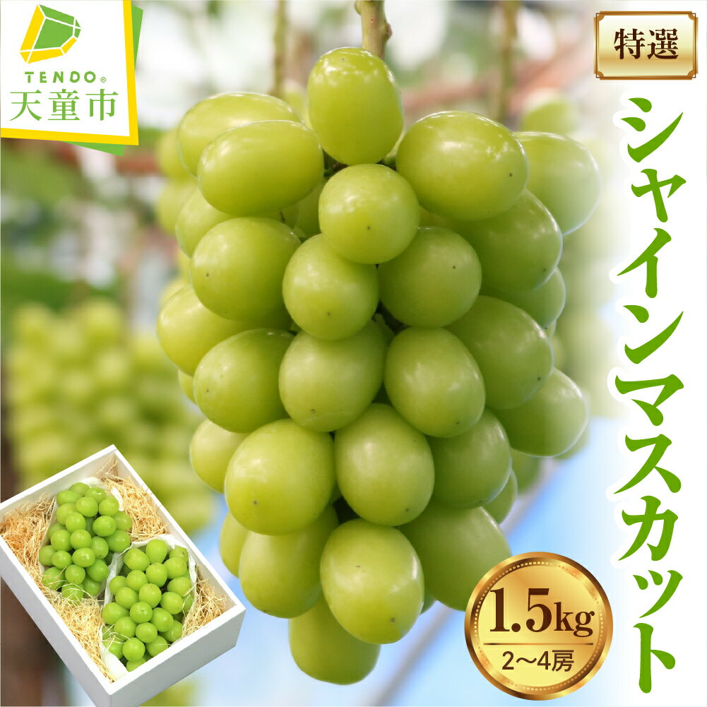 ぶどう ( 特選 シャインマスカット ) 約1.5kg 秀品 令和8年産 先行予約 2026年 山形県産 葡萄 果物 フルーツ のし 贈答 ギフト プレゼント おすそ分け 秋 旬 期間限定 冷蔵便 送料無料 【 山形県 天童市 】