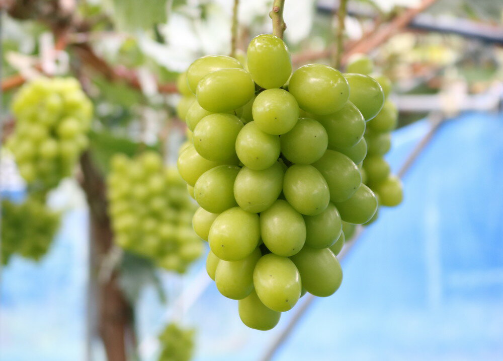 【ふるさと納税】ぶどう ( 特選 シャインマスカット ) 約1.5kg 秀品 令和8年産 先行予約 2026年 山形県産 葡萄 果物 フルーツ のし 贈答 ギフト プレゼント おすそ分け 秋 旬 期間限定 冷蔵便 送料無料 【 山形県 天童市 】 サムネイル3