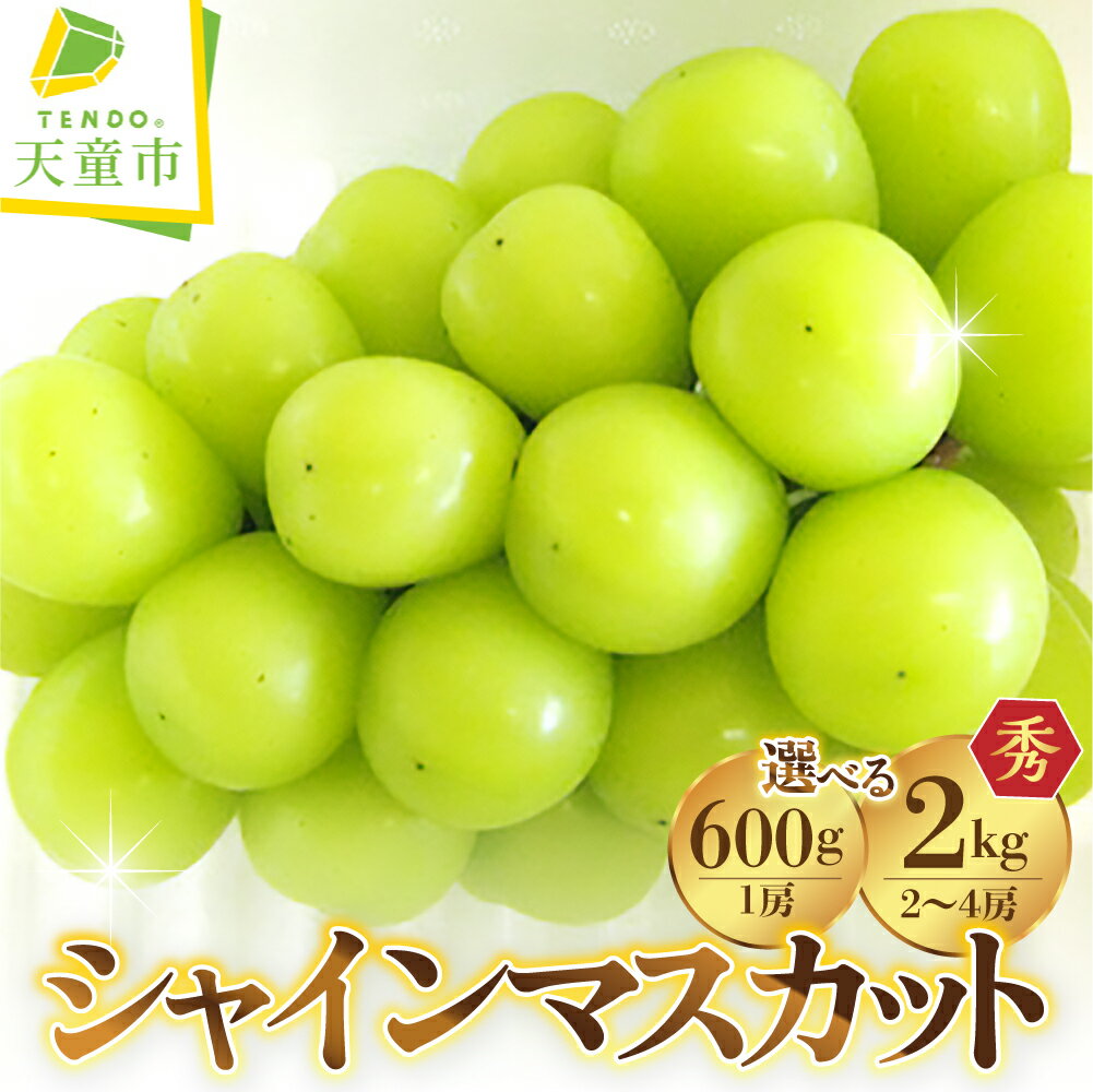 ぶどう ( シャインマスカット ) 選べる 1房 / 2～4房 令和8年産 先行予約 2026年 山形県産 葡萄 果物 フルーツ 葡萄 のし 贈答 ギフト プレゼント おすそ分け 秋 旬 期間限定 冷蔵便 送料無料 産地直送 お取り寄せ【 山形県 天童市 】