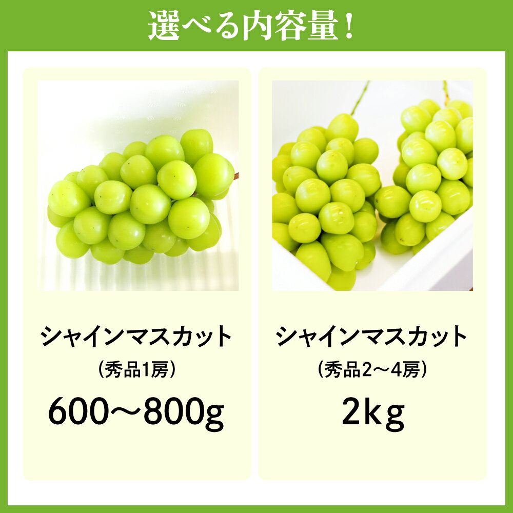 【ふるさと納税】ぶどう ( シャインマスカット ) 選べる 1房 / 2～4房 令和8年産 先行予約 2026年 山形県産 葡萄 果物 フルーツ 葡萄 のし 贈答 ギフト プレゼント おすそ分け 秋 旬 期間限定 冷蔵便 送料無料 産地直送 お取り寄せ【 山形県 天童市 】 サムネイル2