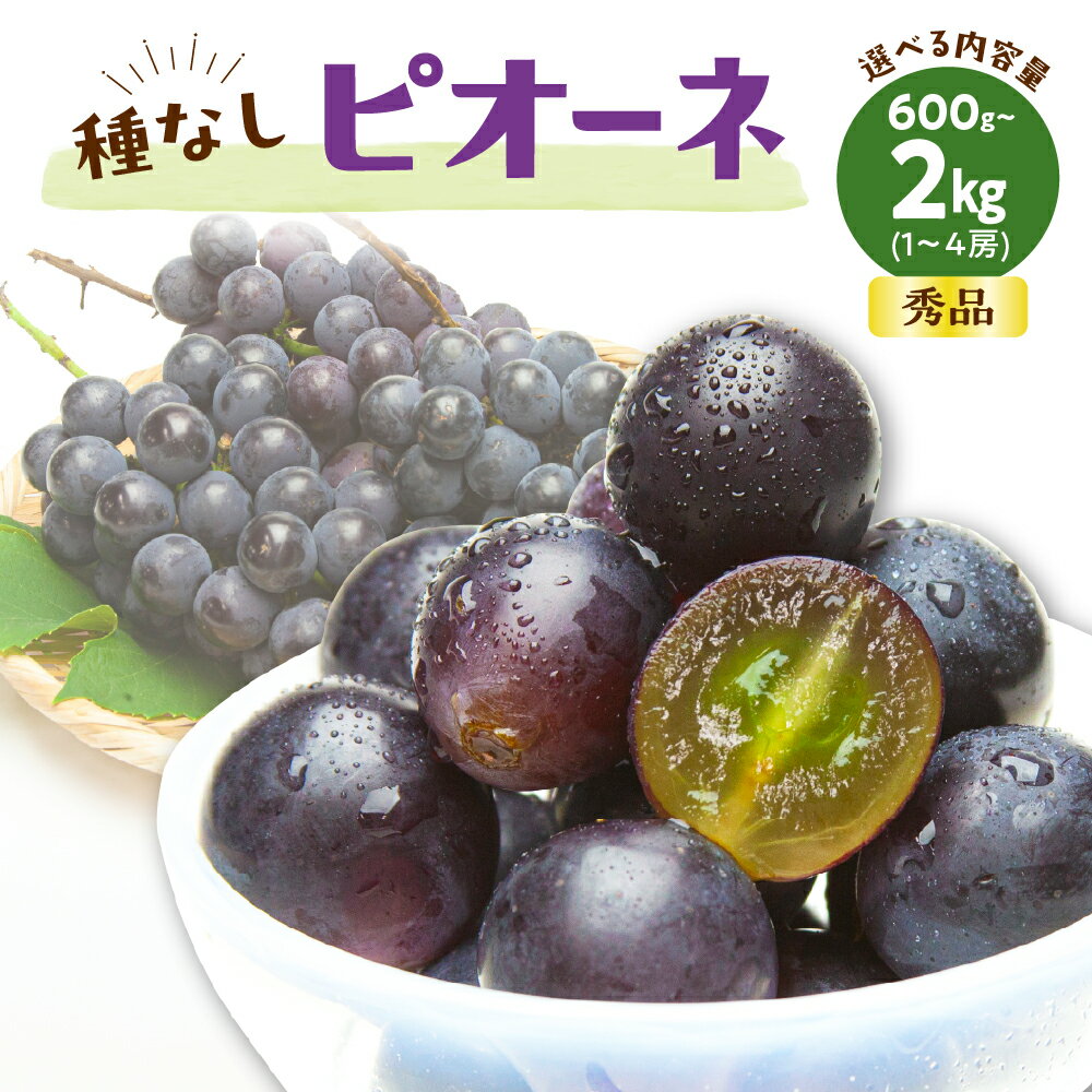 ぶどう ( 種なし ピオーネ ) 選べる 約 600g / 1.2kg / 2kg 令和8年産 先行予約 2026年 山形県産 葡萄 果物 フルーツ 秀品 のし 贈答 ギフト プレゼント おすそ分け 秋 旬 期間限定 冷蔵便 送料無料 産地直送 お取り寄せ 【 山形県 天童市 】