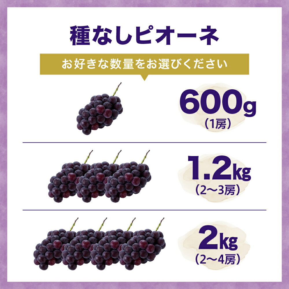 【ふるさと納税】ぶどう ( 種なし ピオーネ ) 選べる 約 600g / 1.2kg / 2kg 令和8年産 先行予約 2026年 山形県産 葡萄 果物 フルーツ 秀品 のし 贈答 ギフト プレゼント おすそ分け 秋 旬 期間限定 冷蔵便 送料無料 産地直送 お取り寄せ 【 山形県 天童市 】 サムネイル2