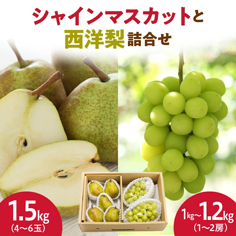 シャインマスカット と 西洋梨 詰合せ 2.5kg 令和8年産 先行予約 2026年 ぶどう 種なし 梨 人気 おすすめ フルーツ 果物 くだもの 山形 お取り寄せ 産地直送 送料無料 【 山形県 天童市 】