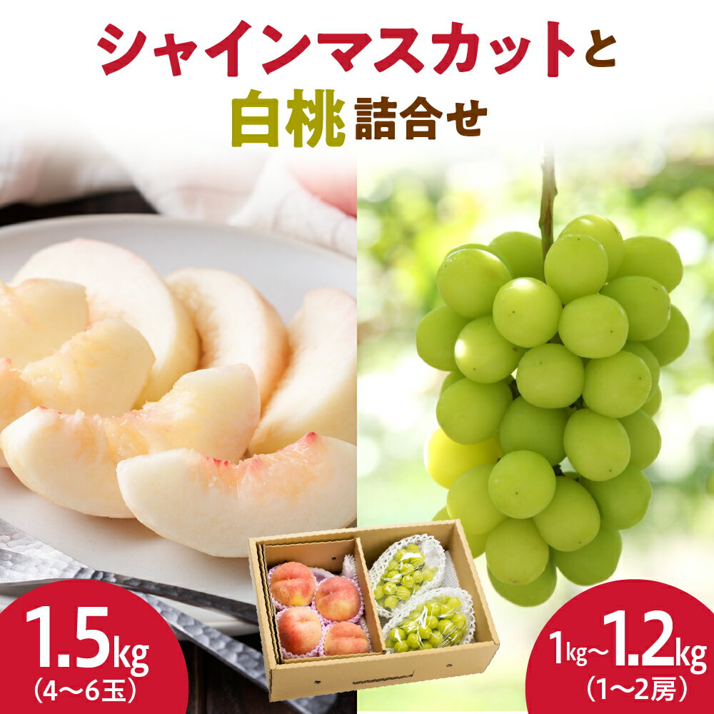 シャインマスカット と 白桃 詰合せ 2.5kg 令和8年産 先行予約 2026年 ぶどう 桃 人気 おすすめ フルーツ 果物 くだもの 山形 お取り寄せ 食べ比べ 産地直送 送料無料 【 山形県 天童市 】