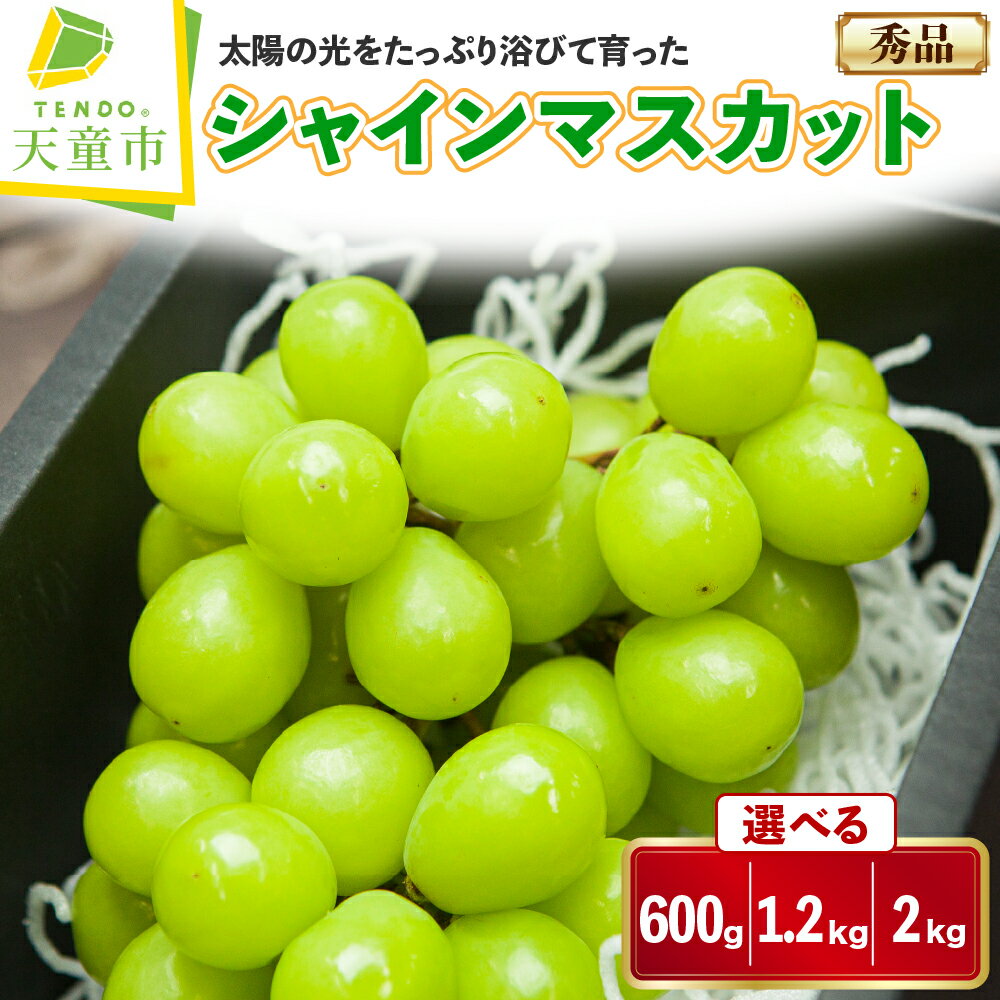 ぶどう ( シャインマスカット ) 約600g / 1.2kg / 2kg 令和8年産 先行予約 2026年 山形県産 葡萄 果物 フルーツ 秀品 のし 贈答 ギフト プレゼント おすそ分け 秋 旬 期間限定 冷蔵便 送料無料 産地直送 お取り寄せ 【 山形県 天童市 】
