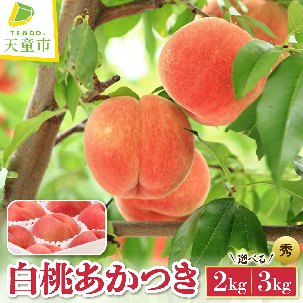 もも ( あかつき ) 選べる 2kg / 3kg 秀品 令和8年産 先行予約 2026年 山形県産 桃 白桃 果物 フルーツ のし 贈答 ギフト おすそ分け 期間限定 常温便 冷蔵便 送料無料 【 山形県 天童市 】