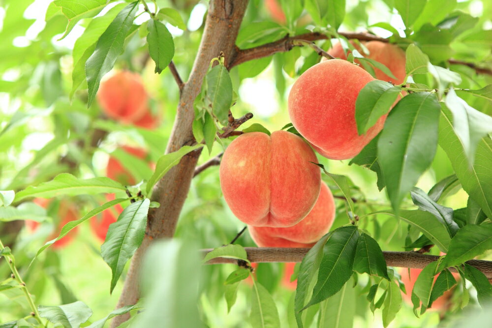 【ふるさと納税】 もも ( あかつき ) 選べる 2kg / 3kg 秀品 令和8年産 先行予約 2026年 山形県産 桃 白桃 果物 フルーツ のし 贈答 ギフト おすそ分け 期間限定 常温便 冷蔵便 送料無料 【 山形県 天童市 】 サムネイル2