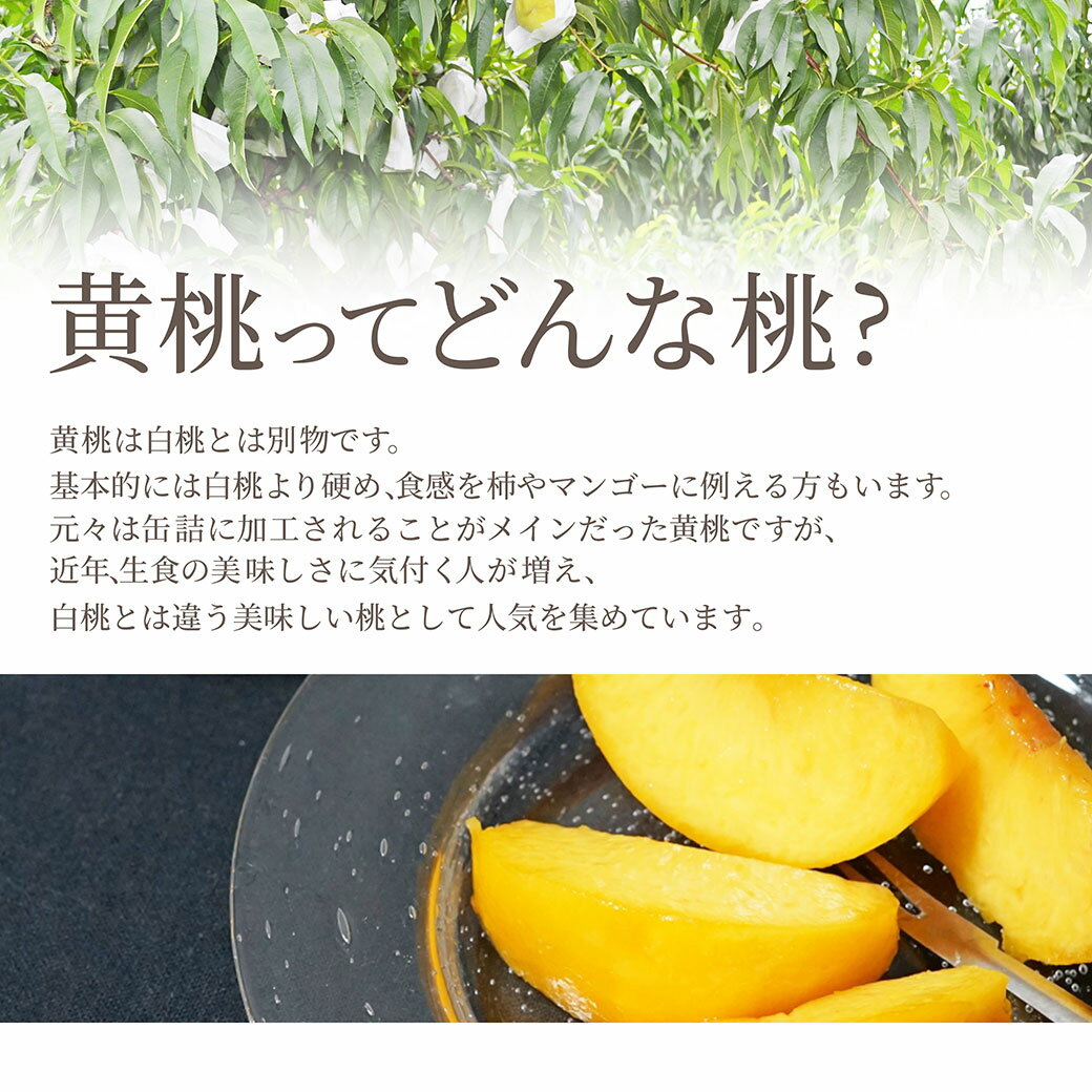 【ふるさと納税】 もも ( 黄金桃 ) 選べる 2kg / 3kg 秀品 大玉 令和8年産 先行予約 2026年 山形県産 桃 黄桃 果物 フルーツ のし 贈答 ギフト おすそ分け 期間限定 冷蔵便 送料無料 産地直送 お取り寄せ 【 山形県 天童市 】 サムネイル3