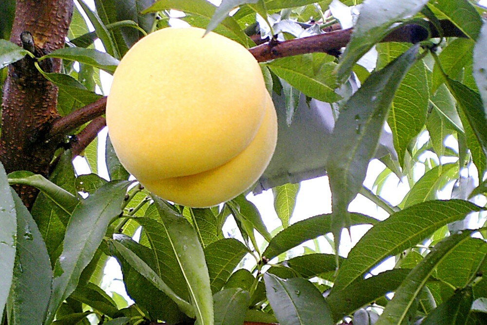 【ふるさと納税】黄桃 ( 品種 おまかせ ) 選べる 秀品 2kg / 3kg 令和8年産 先行予約 2026年 有袋 桃 黄色 人気 おすすめ フルーツ 果物 くだもの 山形 お取り寄せ 産地直送 送料無料 【 山形県 天童市 】 サムネイル3