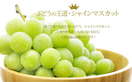 【ふるさと納税】ぶどう ( シャインマスカット ) ジュエリーボックス 24粒 入り 令和8年産 先行予約 2026年 ぶどう 贈り物 人気 おすすめ フルーツ 果物 くだもの 山形 お取り寄せ 食べ比べ 産地直送 送料無料 【 山形県 天童市 】 サムネイル3