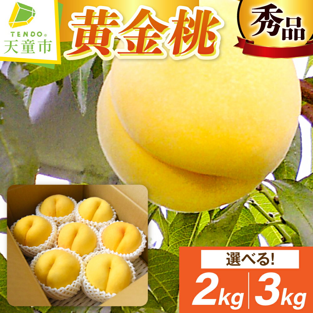 もも ( 黄金桃 ) 選べる 2kg / 3kg 秀品 大玉 令和8年産 先行予約 2026年 山形県産 桃 黄桃 果物 フルーツ のし 贈答 ギフト おすそ分け 期間限定 冷蔵便 送料無料 産地直送 お取り寄せ 【 山形県 天童市 】