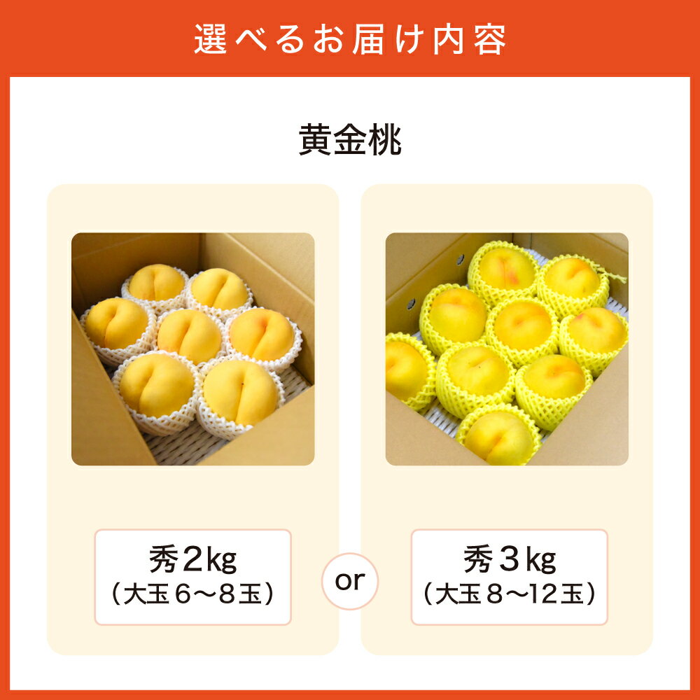 【ふるさと納税】 もも ( 黄金桃 ) 選べる 2kg / 3kg 秀品 大玉 令和8年産 先行予約 2026年 山形県産 桃 黄桃 果物 フルーツ のし 贈答 ギフト おすそ分け 期間限定 冷蔵便 送料無料 産地直送 お取り寄せ 【 山形県 天童市 】 サムネイル2