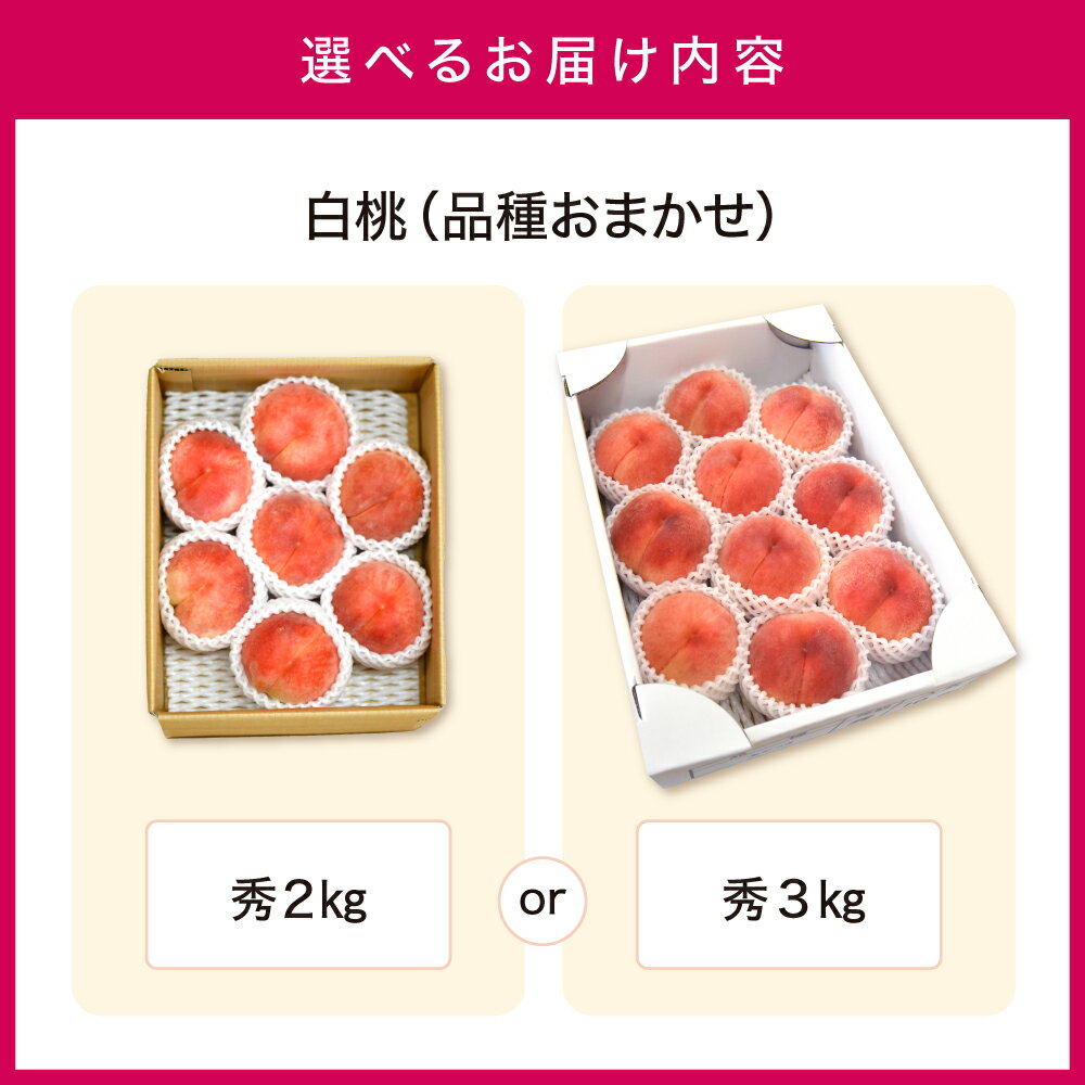 【ふるさと納税】白桃 ( 品種 おまかせ ) 選べる 2kg / 3kg 秀品 令和8年産 先行予約 2026年 山形県産 桃 果物 フルーツ のし 贈答 ギフト おすそ分け 期間限定 冷蔵便 送料無料 産地直送 お取り寄せ 【 山形県 天童市 】 サムネイル2