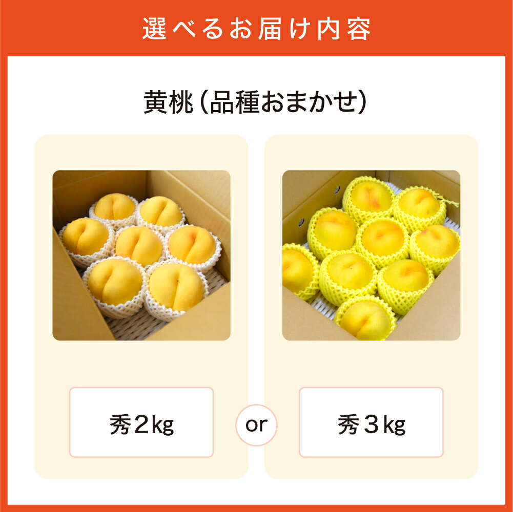 【ふるさと納税】黄桃 ( 品種 おまかせ ) 選べる 秀品 2kg / 3kg 令和8年産 先行予約 2026年 有袋 桃 黄色 人気 おすすめ フルーツ 果物 くだもの 山形 お取り寄せ 産地直送 送料無料 【 山形県 天童市 】 サムネイル2