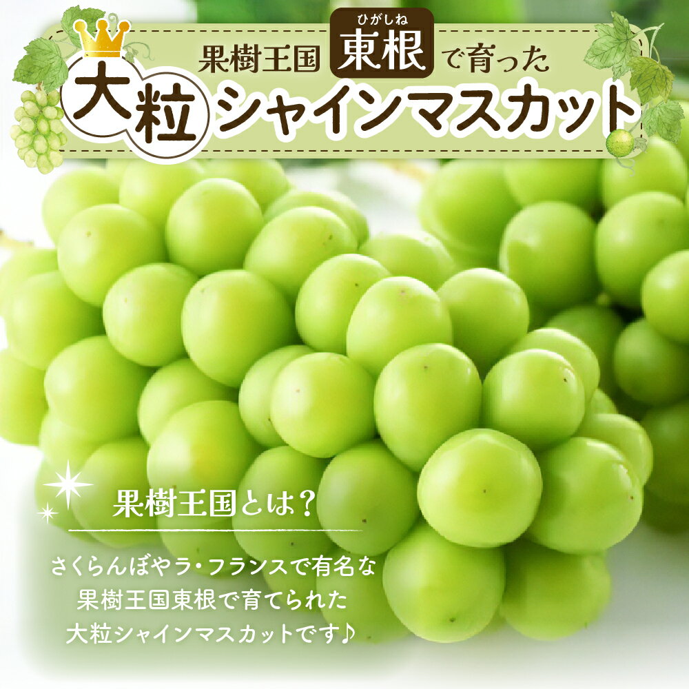 【ふるさと納税】2026年 先行予約 ぶどう「 シャインマスカット 」( 選べる内容量 : 1房 /2房 )/ マスカット ブドウ 葡萄 フルーツ 果物 くだもの 果実 化粧箱 お取り寄せグルメ 期間限定 産地直産 ご当地 お取り寄せ グルメ 東北 山形県 東根市 - 画像3