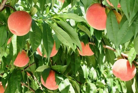 【ふるさと納税】【 2026年産 先行予約 】 もも【横綱】川中島白桃 3kg JA提供 糖度計 高糖度 光センサー選別 / 桃 白桃 フルーツ 果物 くだもの 箱入り 化粧箱 期間限定 大容量 冷蔵配送 先行予約 取り寄せ グルメ ご当地 特産 産地 直送 送料無料 山形県 東根市 サムネイル3