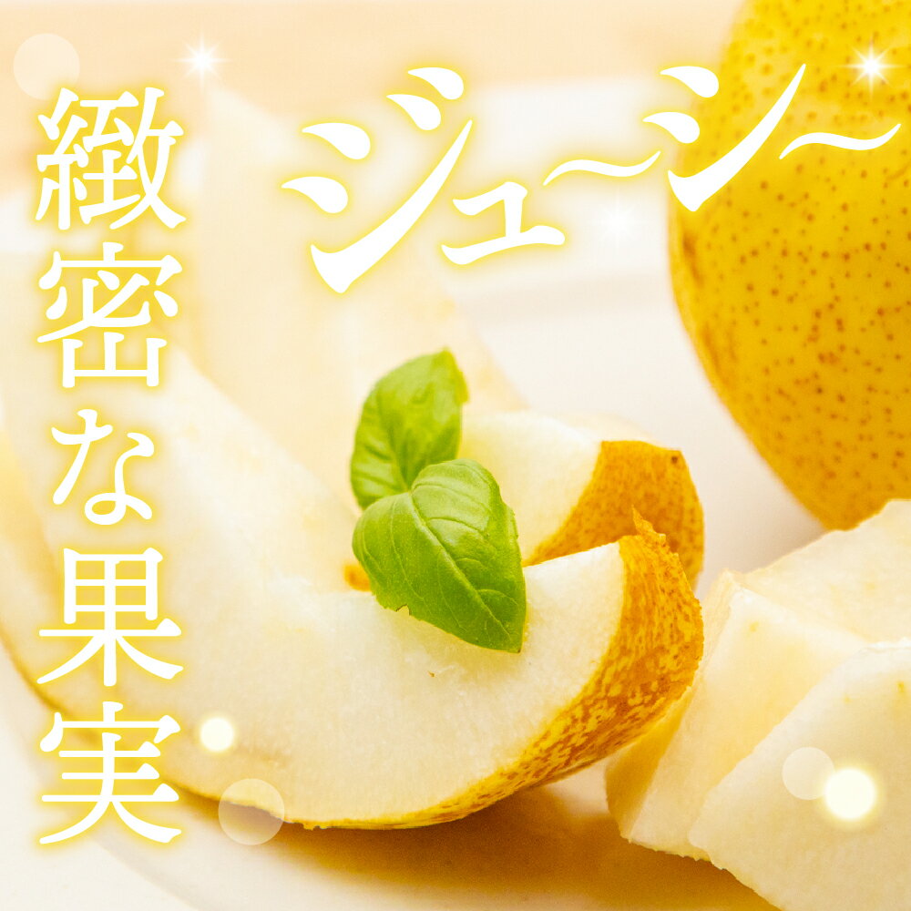 【ふるさと納税】【令和7年産 先行予約】 西洋梨 シルバーベル ( 選べる内容量 : 2kg / 5kg ) 秀品 化粧箱入り / 洋なし 洋梨 洋ナシ フルーツ 果物 くだもの 化粧箱 期間限定 産地直産 ご当地 お取り寄せグルメ 送料無料 国産 東北 山形県 東根市 サムネイル2