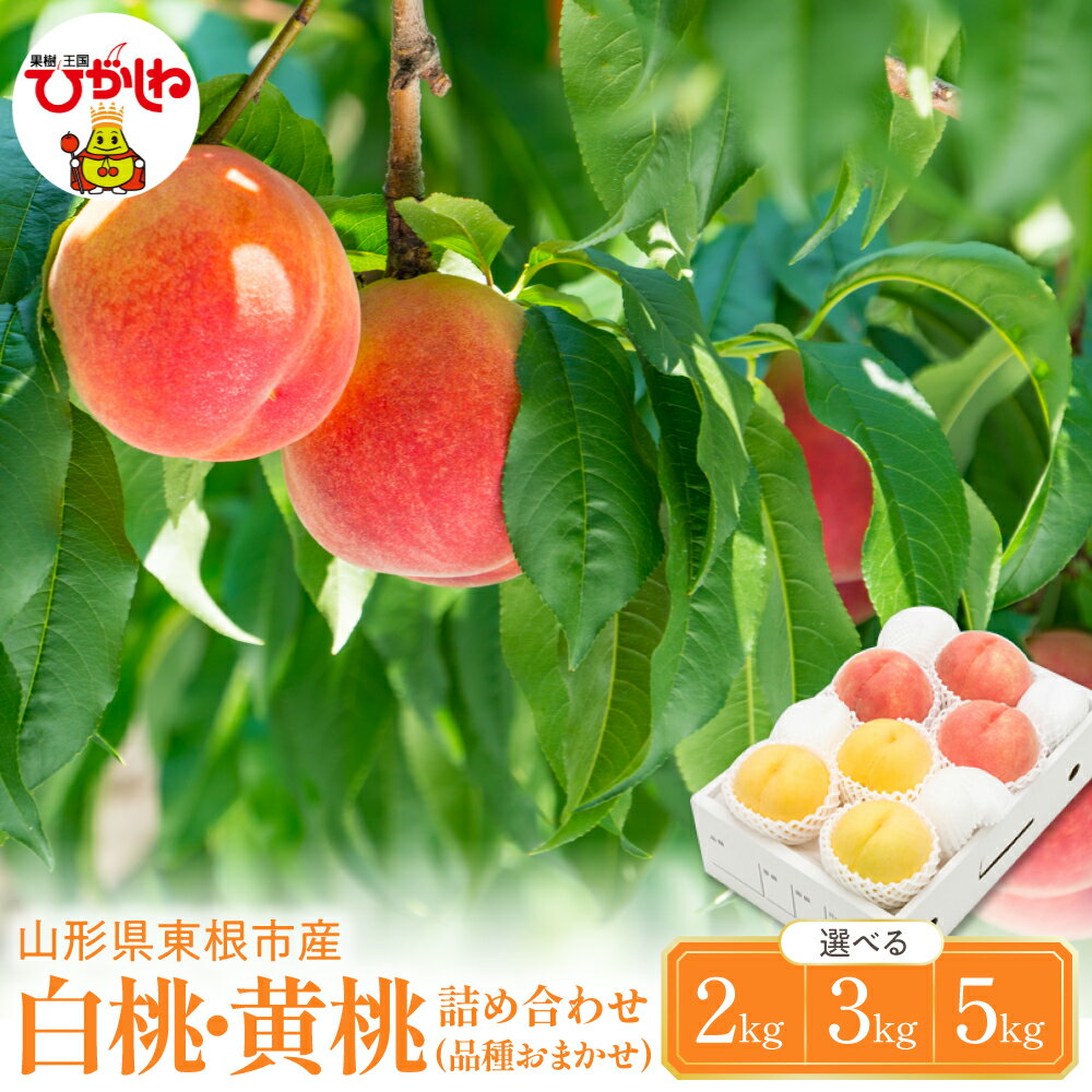 2026年産 白桃 黄桃 詰め合わせ 品種おまかせ ( 選べる 2kg / 3kg / 5kg ) | 桃 もも モモ ピーチ フルーツ 果物 くだもの 大容量 セット 詰め合わせ 冷蔵配送 期間限定 先行予約 人気 おすすめ 箱入り 化粧箱 ギフト 贈答 送料無料 東北 山形県 東根市