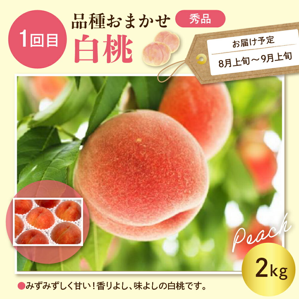 【ふるさと納税】［定期便 全2回］ 2026年 先行予約 桃 シャインマスカット 果物定期便 ( 玉数、房数お任せ ) もも 白桃 ぶどう マスカット フルーツ 果物 くだもの お取り寄せ グルメ ご当地 特産 産地 直送 送料無料 山形 東根市 サムネイル3