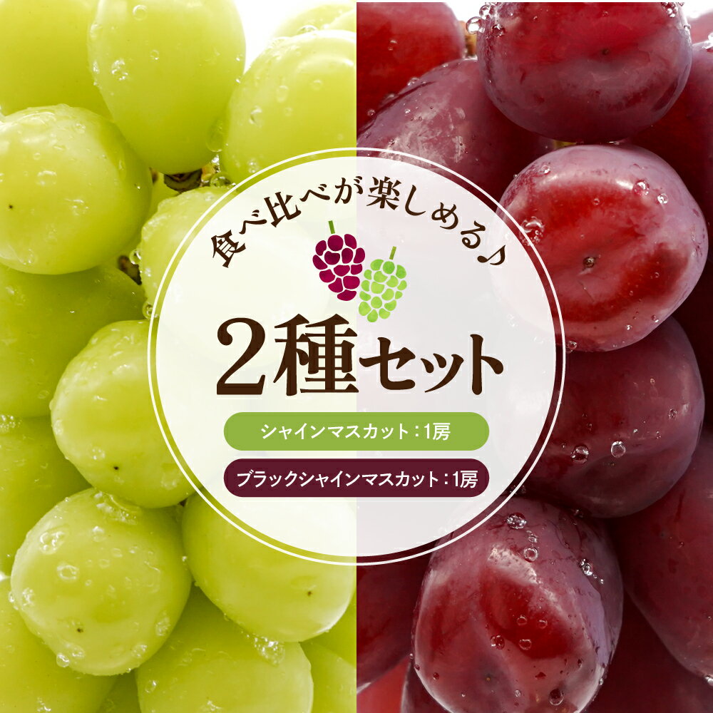 【ふるさと納税】 2026年産 先行予約 シャインマスカット と ブラックシャインマスカット 富士の輝 詰め合わせ 約 1.2kg ぶどう マスカット フルーツ 果物 くだもの お取り寄せ グルメ ご当地 特産 産地 直送 送料無料 山形 東根市 サムネイル2