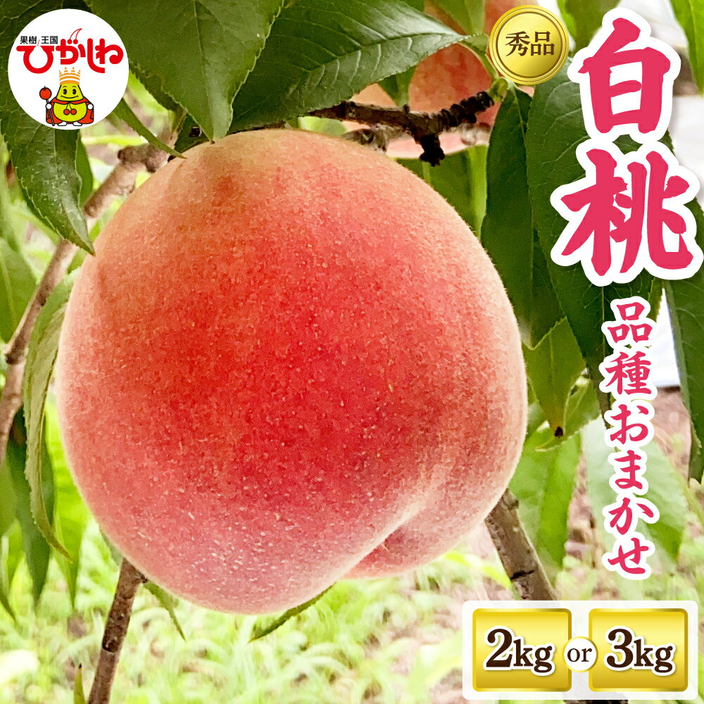 2026年産 白桃 品種 おまかせ 秀品 ( 選べる内容量 : 2kg / 3kg )| 桃 モモ 山形 くだもの 果物 フルーツ 先行予約 冷蔵配送 産地直送 期間限定 特産品 お取り寄せ グルメ 東北 山形県 東根市