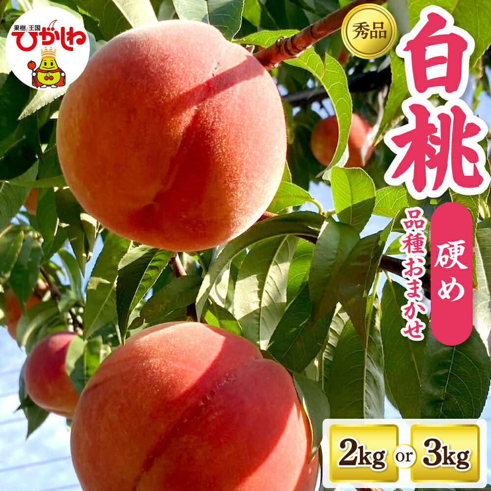 2026年産 白桃 品種 おまかせ 秀品 ( 選べる内容量 : 2kg / 3kg ) | 桃 モモ 山形 くだもの 果物 フルーツ 先行予約 令和8年産 冷蔵配送 産地直送 期間限定 特産品 お取り寄せ グルメ 東北 山形県 東根市