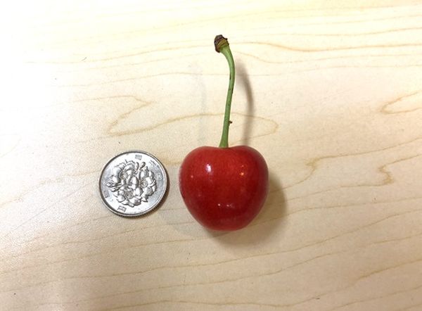 【ふるさと納税】先行予約 さくらんぼ 紅秀峰 1kg 2026年産 令和8年産 山形県産 尾花沢産 送料無料 kb-bskzx1000 ※2026年6月下旬より順次発送予定※沖縄・離島への配送不可 サムネイル2