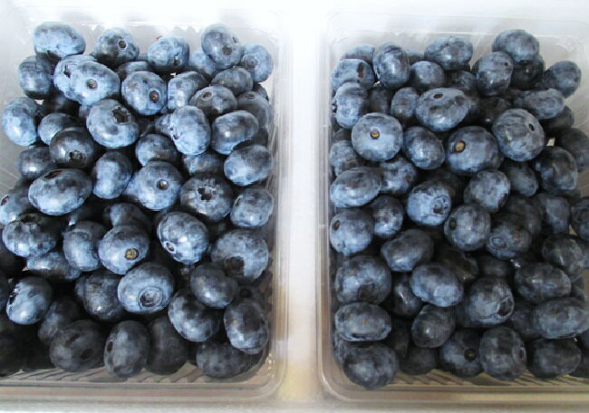 【ふるさと納税】尾花沢産 とれたて 完熟 ブルーベリー 生果実 1kg 500g×2パック 7月中旬~下旬頃発送 令和8年産 2026年産 フルーツ 果物 産地直送 山形県 尾花沢市 送料無料 着日指定不可 kb-bbxxx1000 ※沖縄・離島への配送不可 サムネイル2