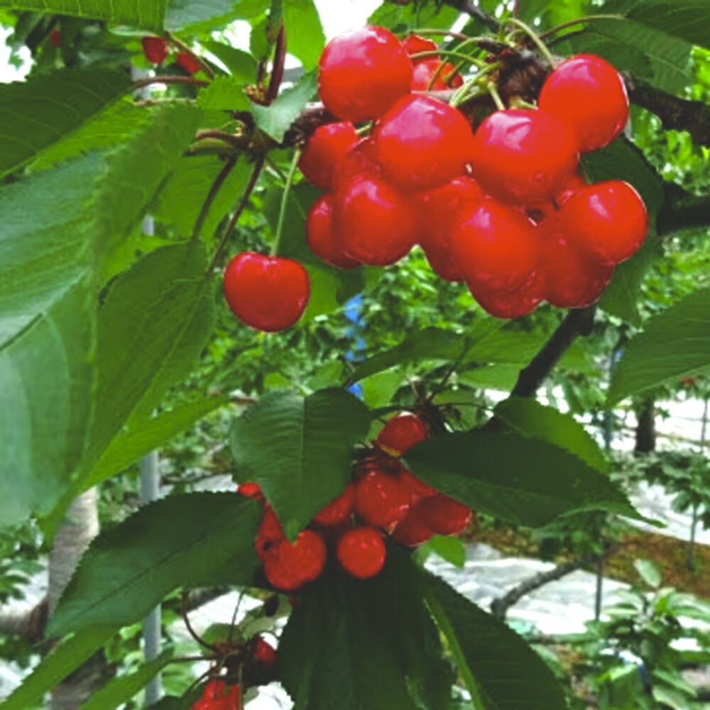 【ふるさと納税】先行予約 さくらんぼ 紅秀峰 1kg 2026年産 令和8年産 山形県産 尾花沢産 送料無料 kb-bskzx1000 ※2026年6月下旬より順次発送予定※沖縄・離島への配送不可 サムネイル3