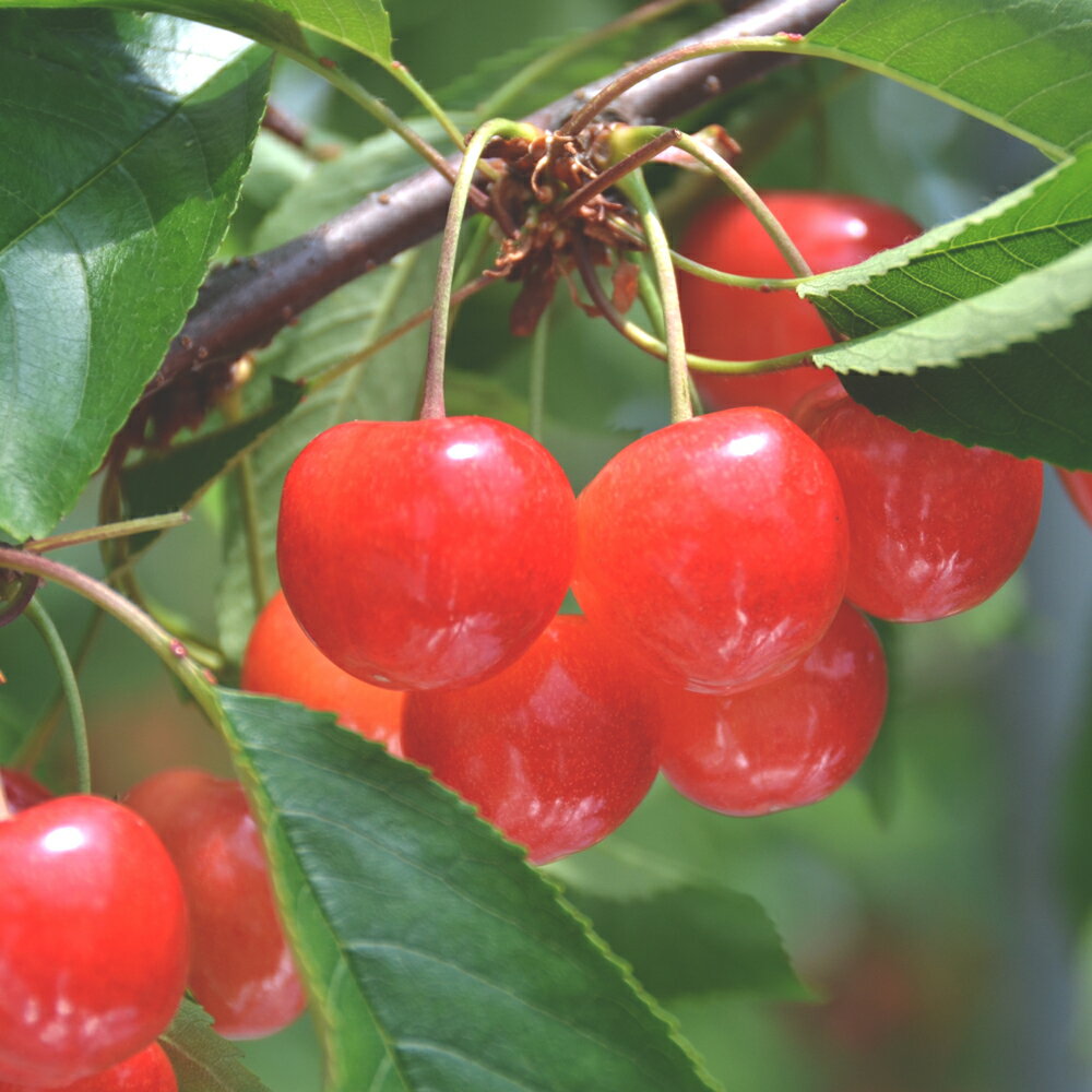 【ふるさと納税】先行予約 全4回 フルーツ定期便 令和8年産 さくらんぼ 佐藤錦 尾花沢すいか もも ラ・フランス 2026年産 山形 東北 国産 果物 くだもの サクランボ スイカ 西瓜 洋梨 西洋梨 お取り寄せ 送料無料 ja-ft4xx-b ※沖縄・離島への配送不可 サムネイル2
