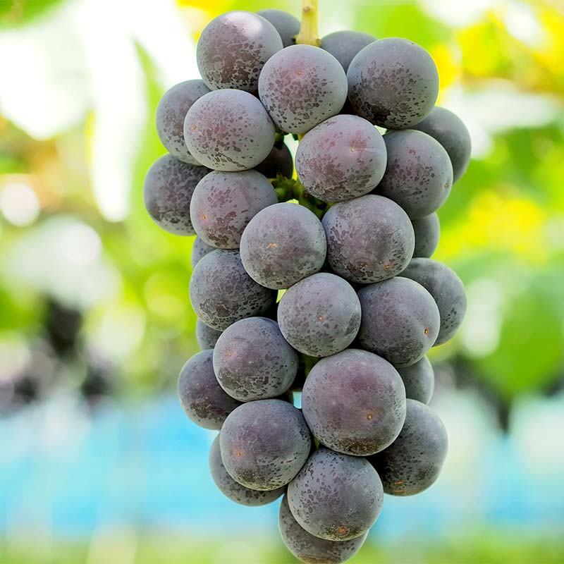 【ふるさと納税】 【令和8年産先行予約】 高級ぶどう 種なし品種 5房詰合せ 《令和8年9月中旬～発送》 『漆山果樹園』 葡萄 ぶどう ブドウ 種なし 新鮮 果物 フルーツ デザート 山形県 南陽市 [662-R8] サムネイル3