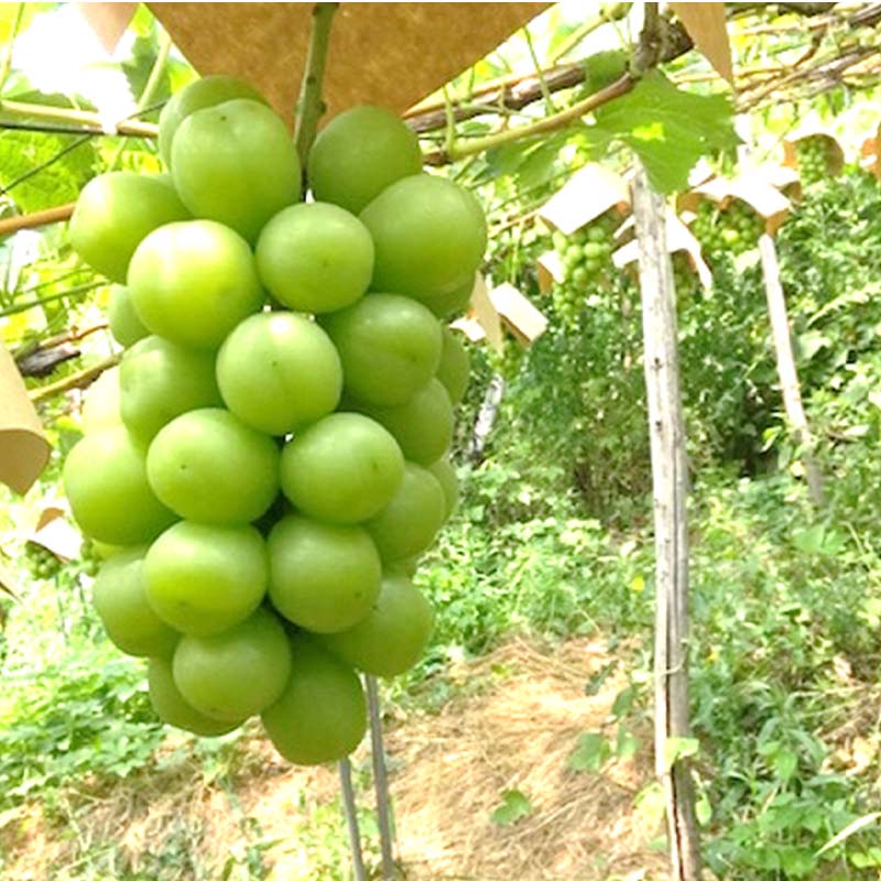 【ふるさと納税】 【令和8年産先行予約】 【最優秀賞W受賞農家】 シャインマスカット 700g以上 (1房 特選) 《令和8年9月中旬～発送》『生産者 佐藤 大輔』 マスカット 葡萄 ぶどう 果物 フルーツ デザート 山形県 南陽市 [1031] サムネイル3