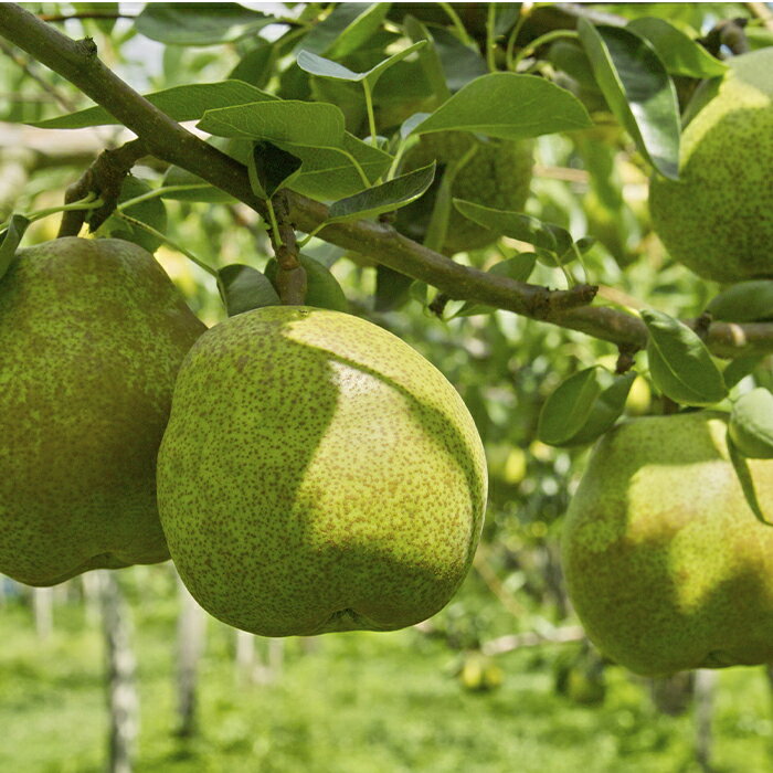 【ふるさと納税】【令和7年産先行予約】 JA ラ・フランス 約5kg (14～18玉 秀) 《令和7年11月上旬～12月上旬発送》 『JA山形おきたま』 洋梨 果物 フルーツ 山形県 南陽市 [717-R7] サムネイル3