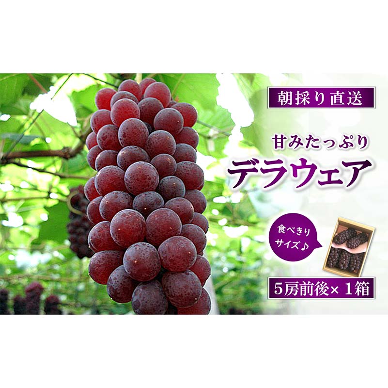 【令和8年産先行予約】 朝どりデラウェア 1箱 (5房前後入り) 《令和8年7月中旬～発送》 『漆山果樹園』 葡萄 ぶどう ブドウ 種なし 新鮮 果物 フルーツ デザート 山形県 南陽市 [660]