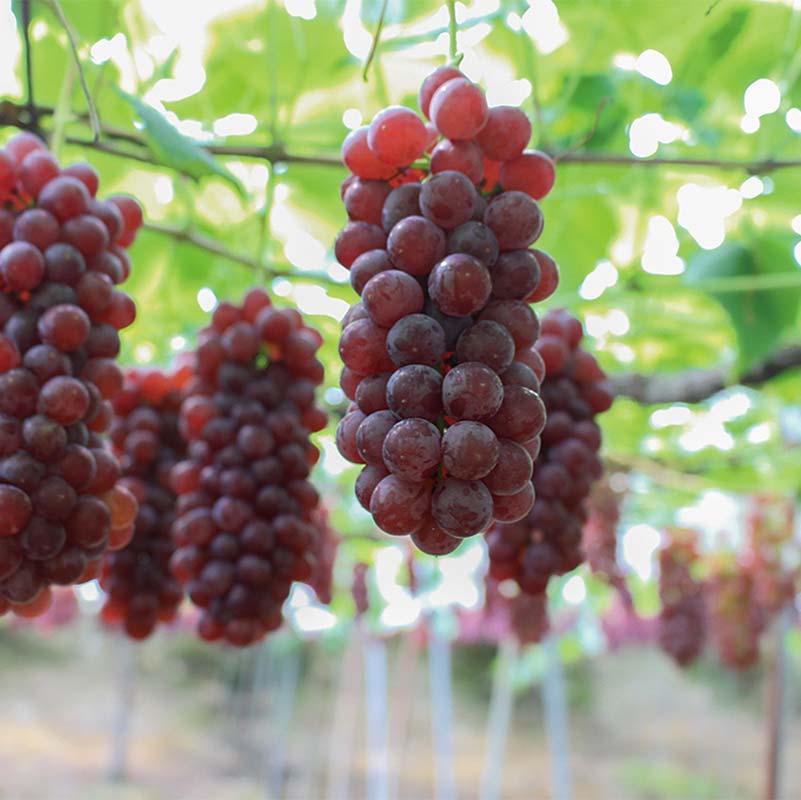 【ふるさと納税】 【令和8年産先行予約】 朝どりデラウェア 1箱 (5房前後入り) 《令和8年7月中旬～発送》 『漆山果樹園』 葡萄 ぶどう ブドウ 種なし 新鮮 果物 フルーツ デザート 山形県 南陽市 [660] サムネイル3