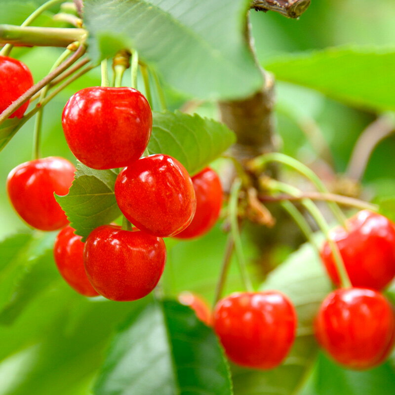 【ふるさと納税】 【令和8年産先行予約】 さくらんぼ 「佐藤錦」 約700g (秀 L以上) バラ詰め 《令和8年6月上旬～発送》 『生産者おまかせ』 サクランボ 果物 フルーツ 産地直送 生産農家直送 山形県 南陽市 [884] サムネイル2