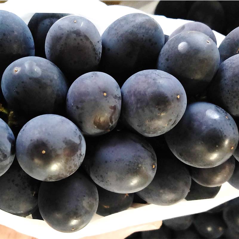 【ふるさと納税】 【令和8年産先行予約】 希少品種の黒系ぶどう 「高尾」 約2kg (3〜5房 秀) 《令和8年9月頃〜発送》 『南陽中央青果市場』果物 フルーツ デザート 山形県 南陽市 [1043] - 画像2