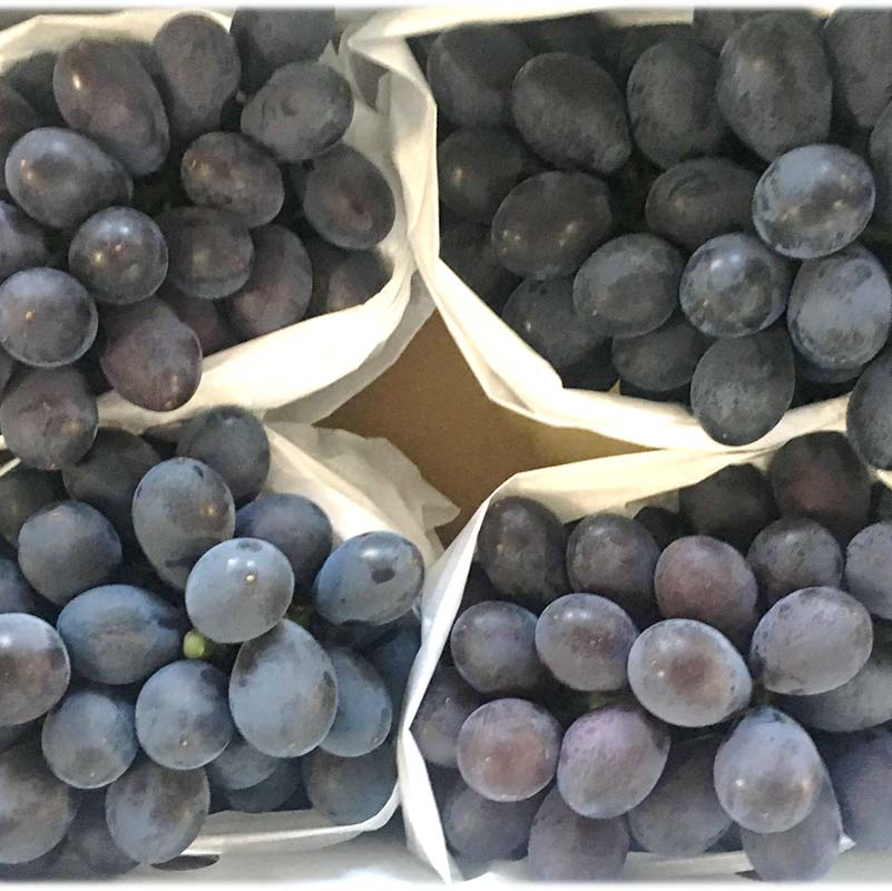 【ふるさと納税】 【令和8年産先行予約】 希少品種の黒系ぶどう 「高尾」 約2kg (3〜5房 秀) 《令和8年9月頃〜発送》 『南陽中央青果市場』果物 フルーツ デザート 山形県 南陽市 [1043] - 画像3