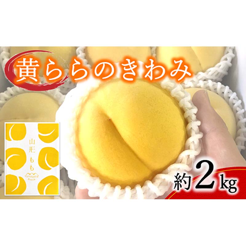 【令和8年産先行予約】 黄桃 「黄ららのきわみ」 約2kg (6～9玉 秀) 《令和8年9月中旬～発送》 『南陽中央青果市場』 桃 もも 果物 フルーツ デザート 山形県 南陽市 [1044]