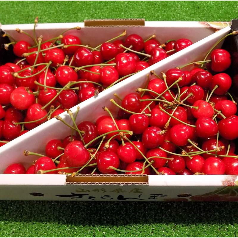 【ふるさと納税】 【令和8年産先行予約】 さくらんぼ 「佐藤錦」 約1kg (秀 L以上) バラ詰め 《令和8年6月中旬～発送》 『田口農園』 サクランボ 果物 フルーツ 産地直送 生産農家直送 山形県 南陽市 [1129] サムネイル2