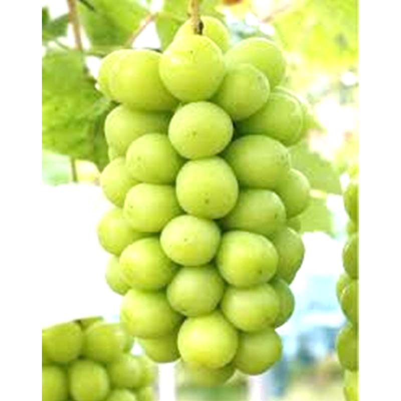 【ふるさと納税】 【令和8年産先行予約】 シャインマスカット 約2kg (2房以上) 《令和8年9月頃～発送》 『南陽中央青果市場』 マスカット ぶどう 果物 フルーツ デザート 山形県 南陽市 [1205] サムネイル2