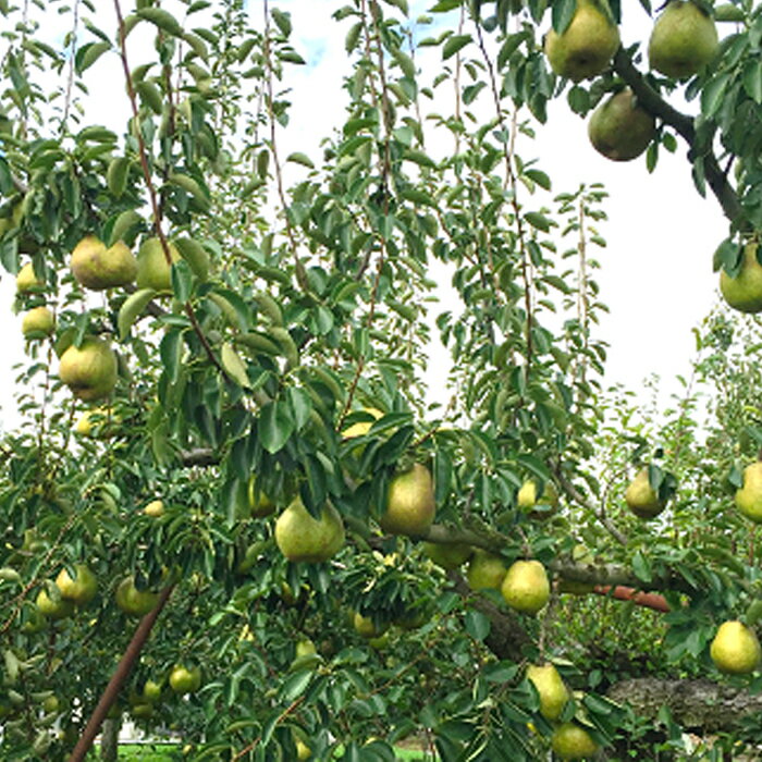 【ふるさと納税】 【令和7年産先行予約】 【市農業祭最優秀賞受賞者】 ラ・フランス 約5kg (13～16玉 特秀 3～4L) 《令和7年11月上旬～発送》 『長谷部農園』 洋梨 梨 果物 フルーツ 山形県 南陽市 [1209] サムネイル3