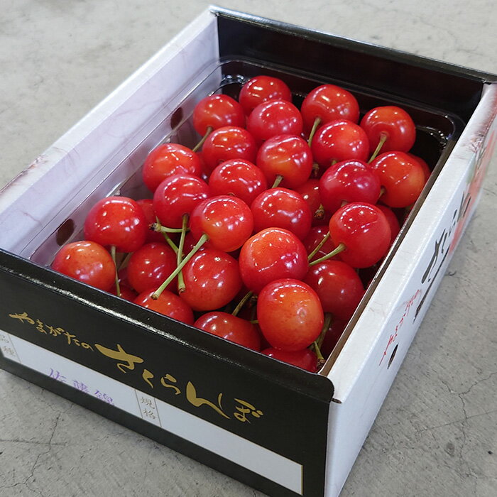 【ふるさと納税】 【令和8年産先行予約】 さくらんぼ 「紅秀峰」 約500g (特秀 2L) 《令和8年6月下旬～発送》 『マルエ青果』 先行予約 サクランボ 果物 フルーツ 山形県 南陽市 [1406] サムネイル2
